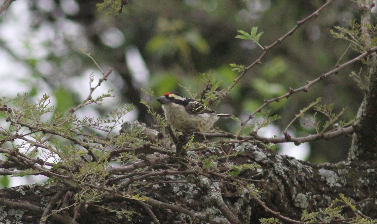 Red-fronted Barbet - ML168093711