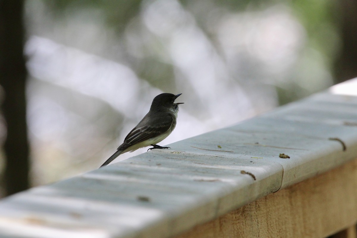 Eastern Phoebe - ML168096281