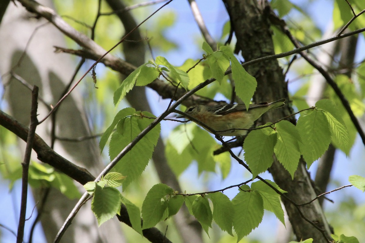 Bay-breasted Warbler - ML168096901