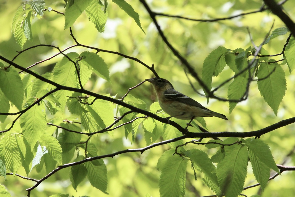 Bay-breasted Warbler - ML168096911