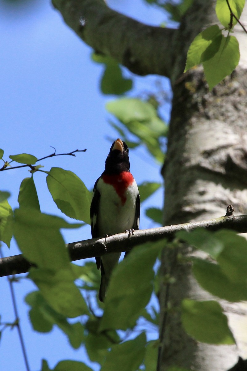 Rose-breasted Grosbeak - Zac Cota