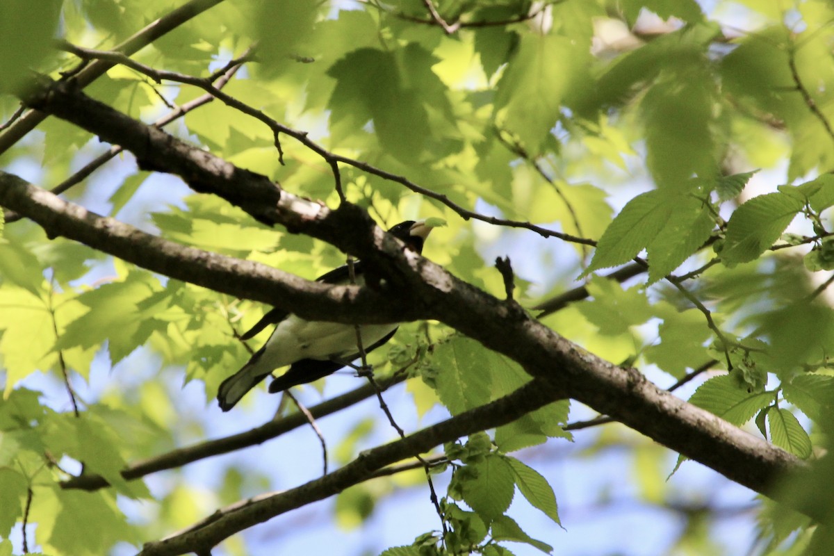 Rose-breasted Grosbeak - ML168096971