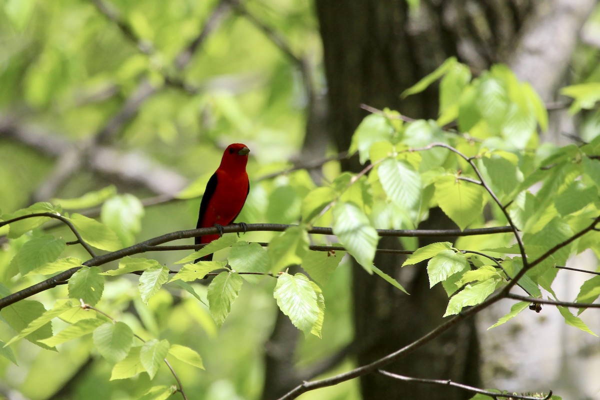 Scarlet Tanager - ML168096981