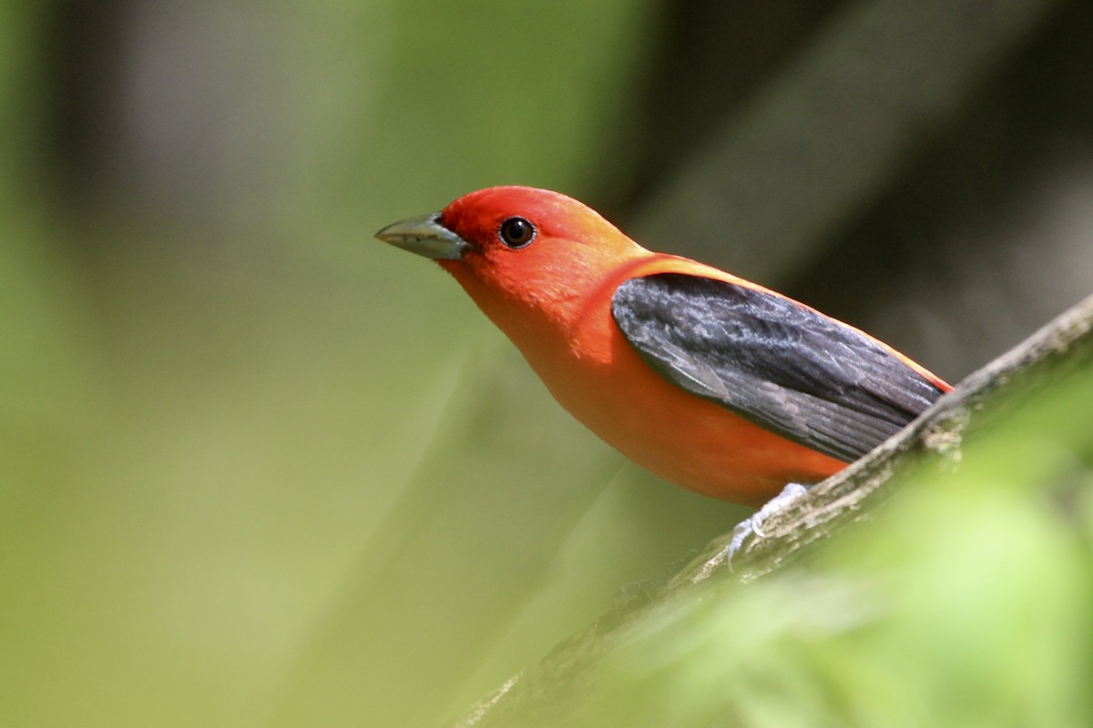 Piranga Escarlata - ML168097001