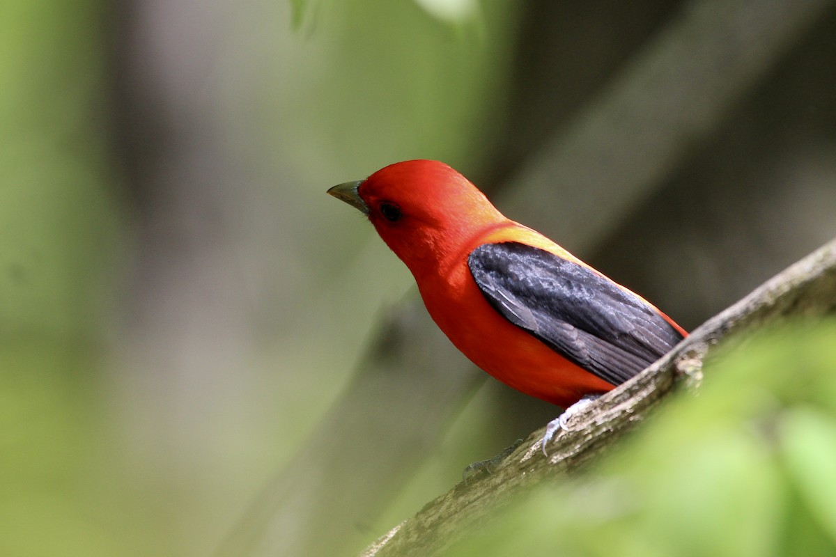 Scarlet Tanager - ML168097011