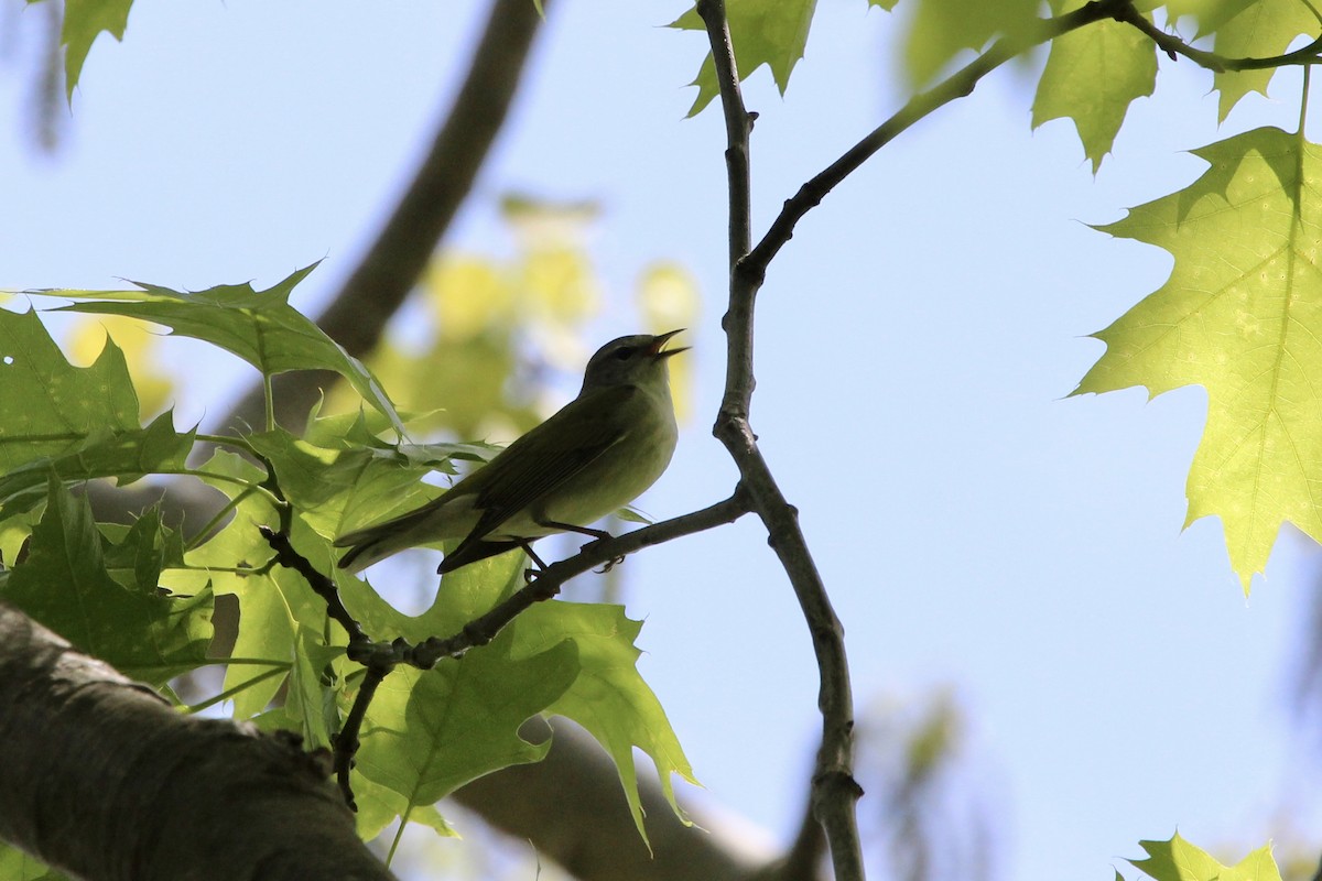 Tennessee Warbler - ML168097841