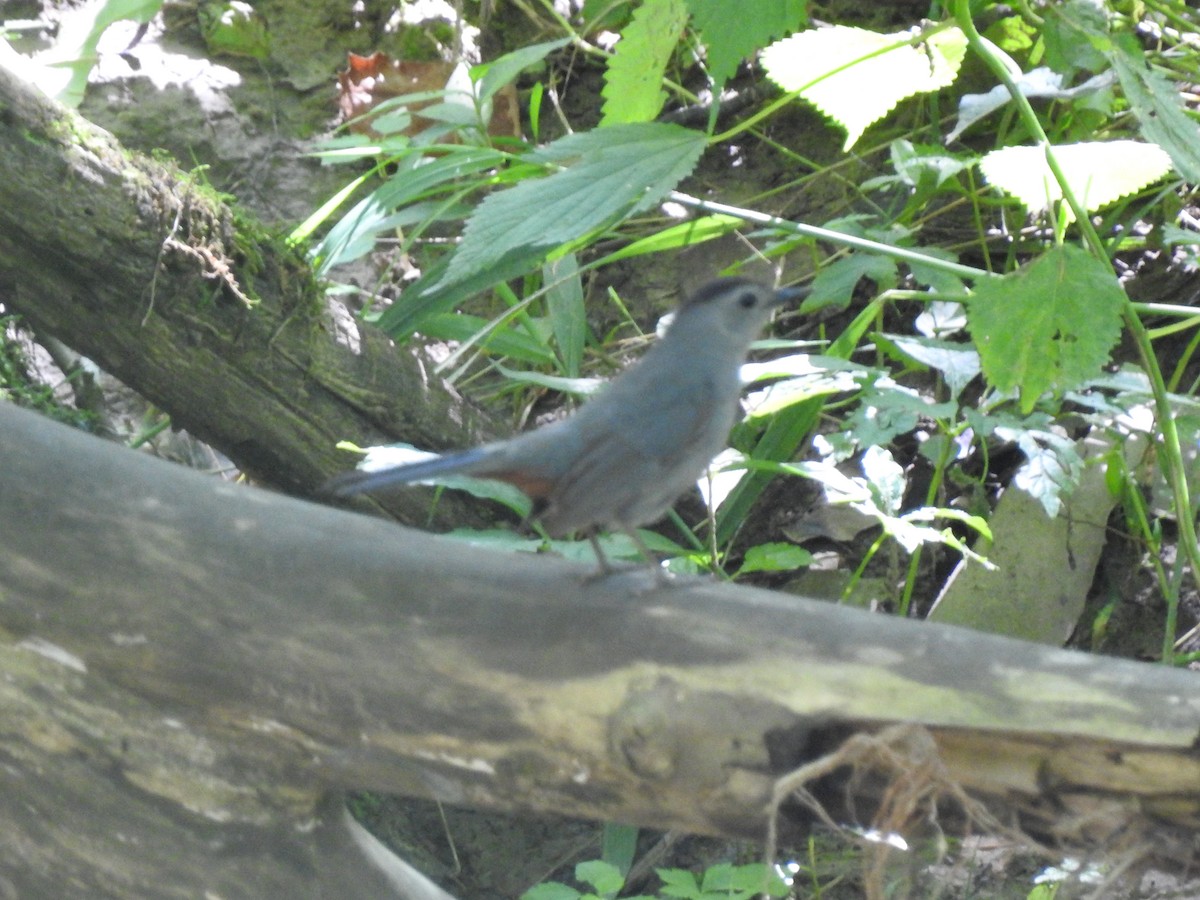 Gray Catbird - ML168098201