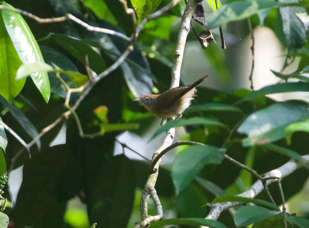 Gray-cheeked Tit-Babbler - ML168100371