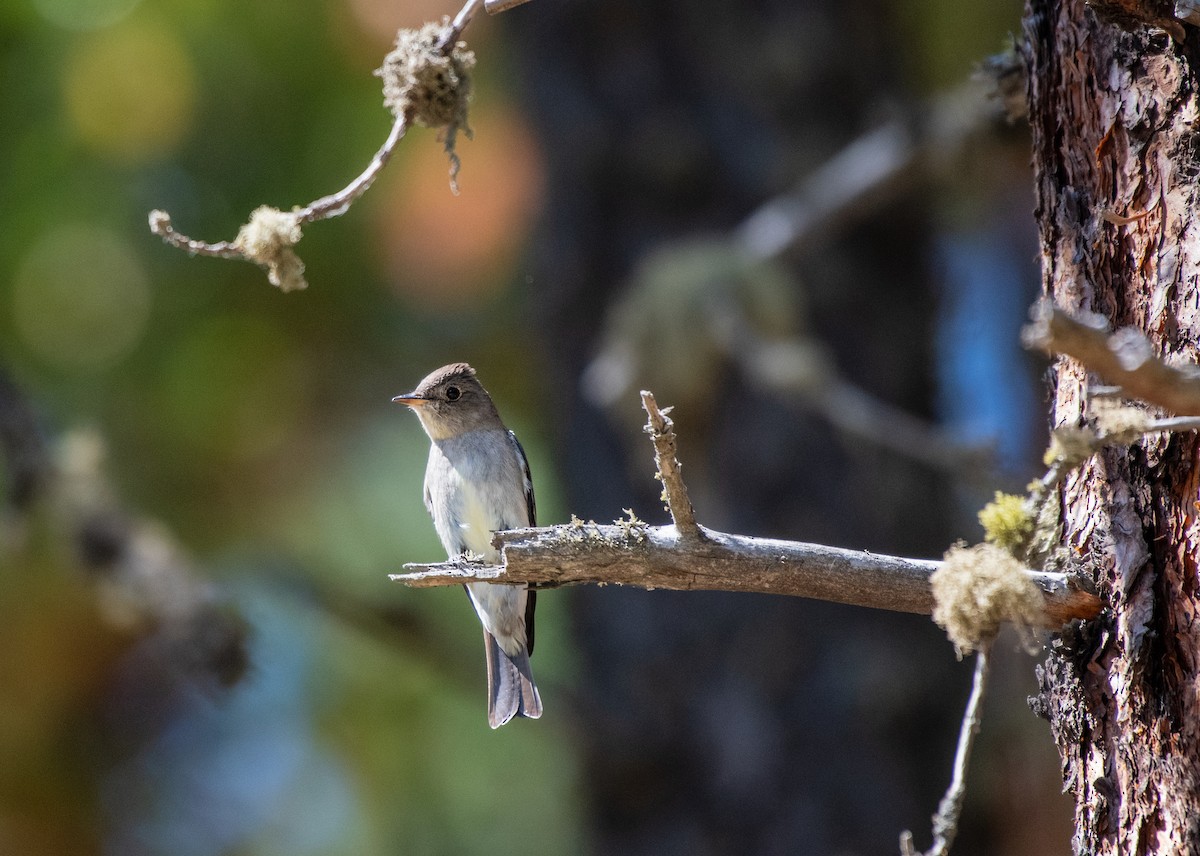 Western Wood-Pewee - John Yunker