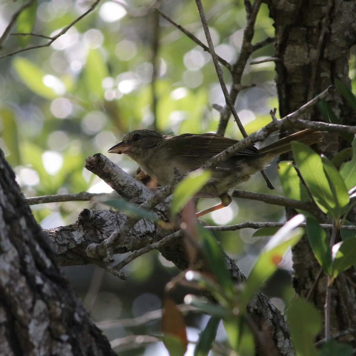 Olive Sparrow - ML168102351