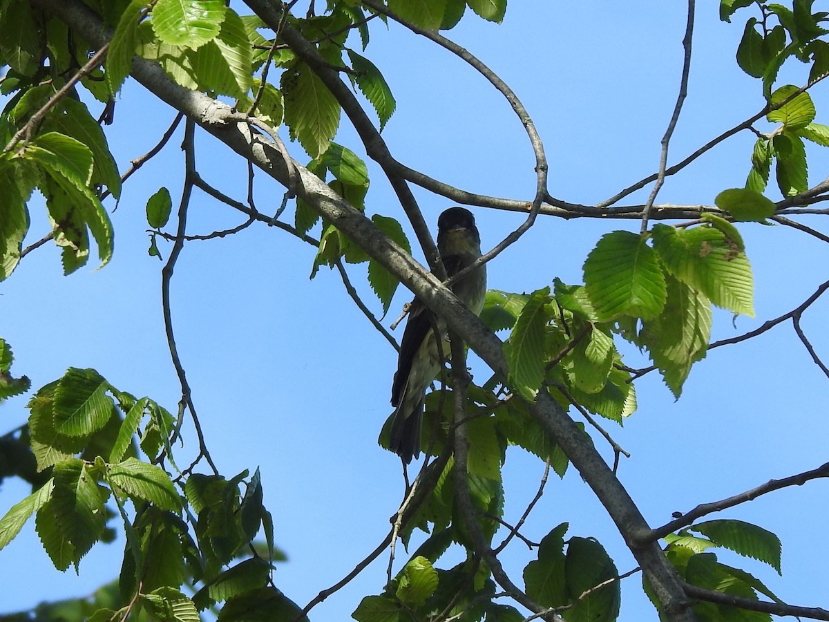 Eastern Wood-Pewee - ML168103921