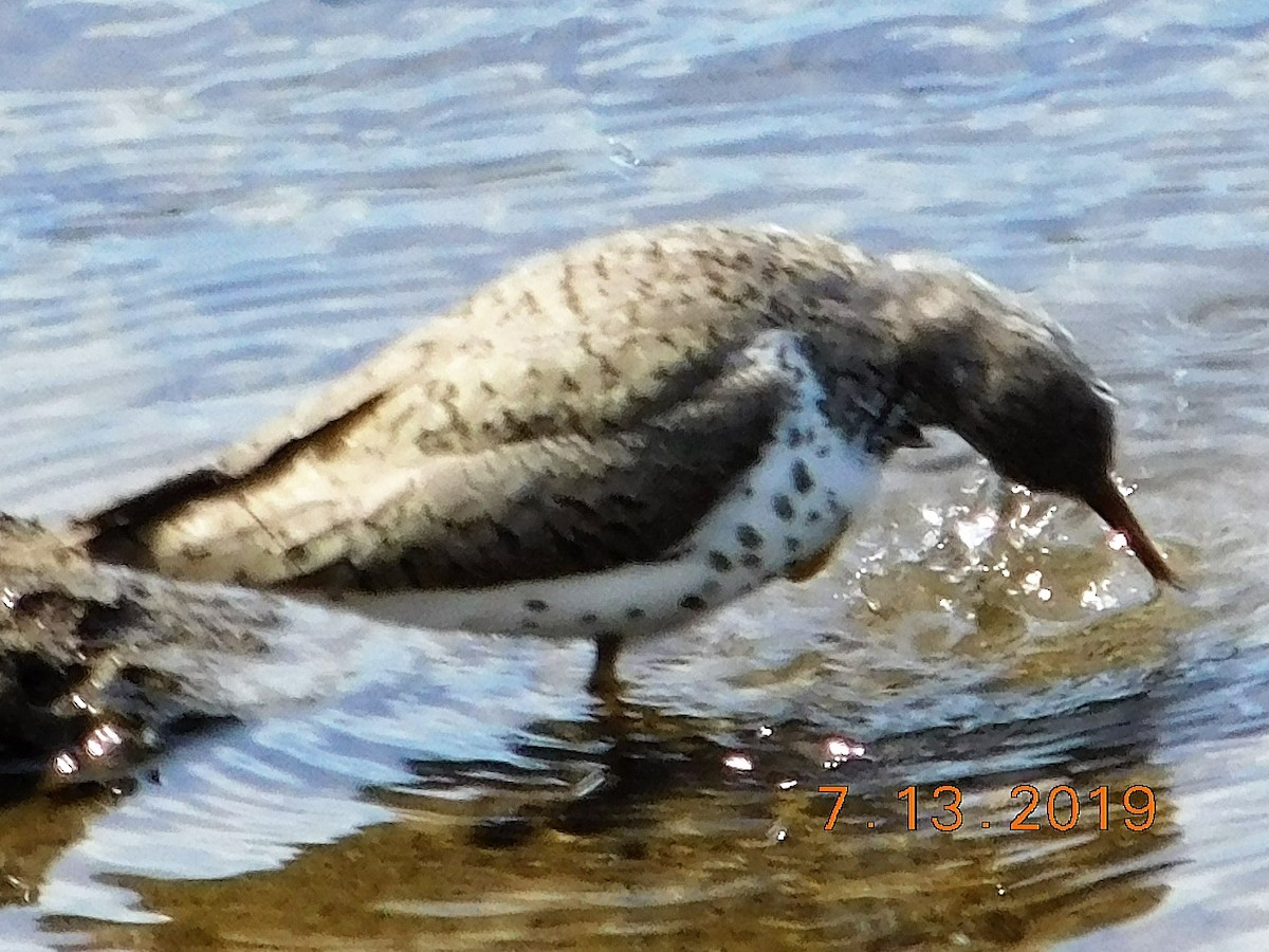 Spotted Sandpiper - Wally Tomlinson