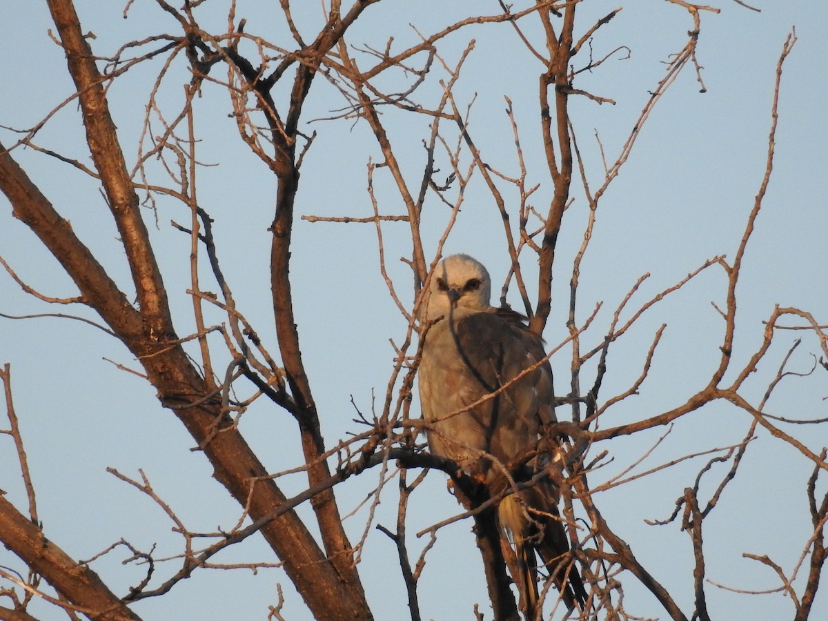 Mississippi Kite - ML168105821