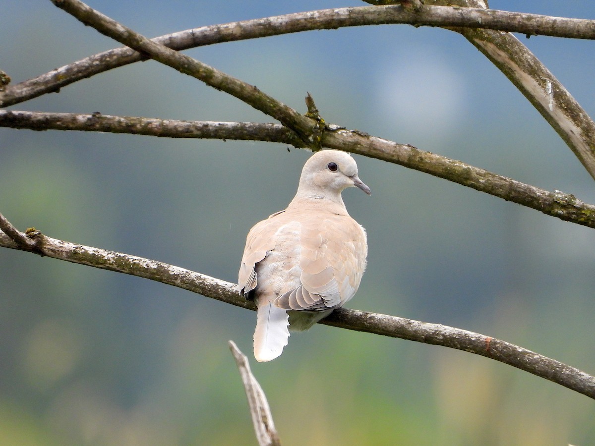 Eurasian Collared-Dove - ML168107201