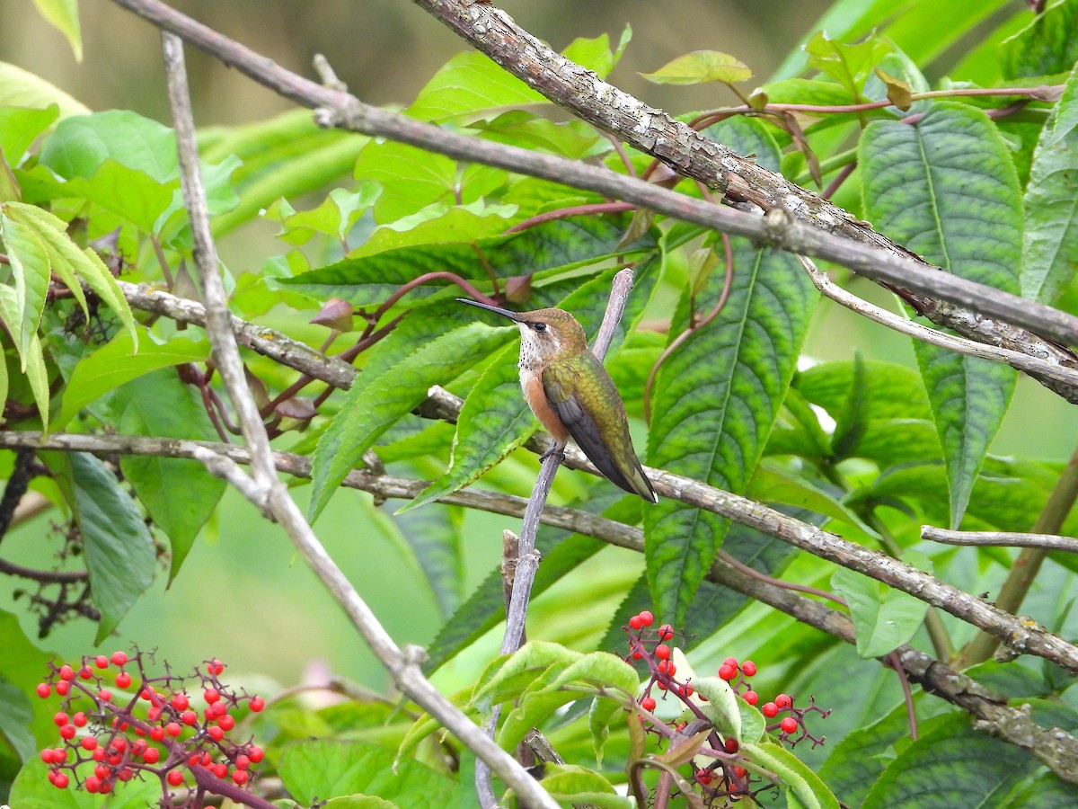 Colibrí Rufo - ML168107271