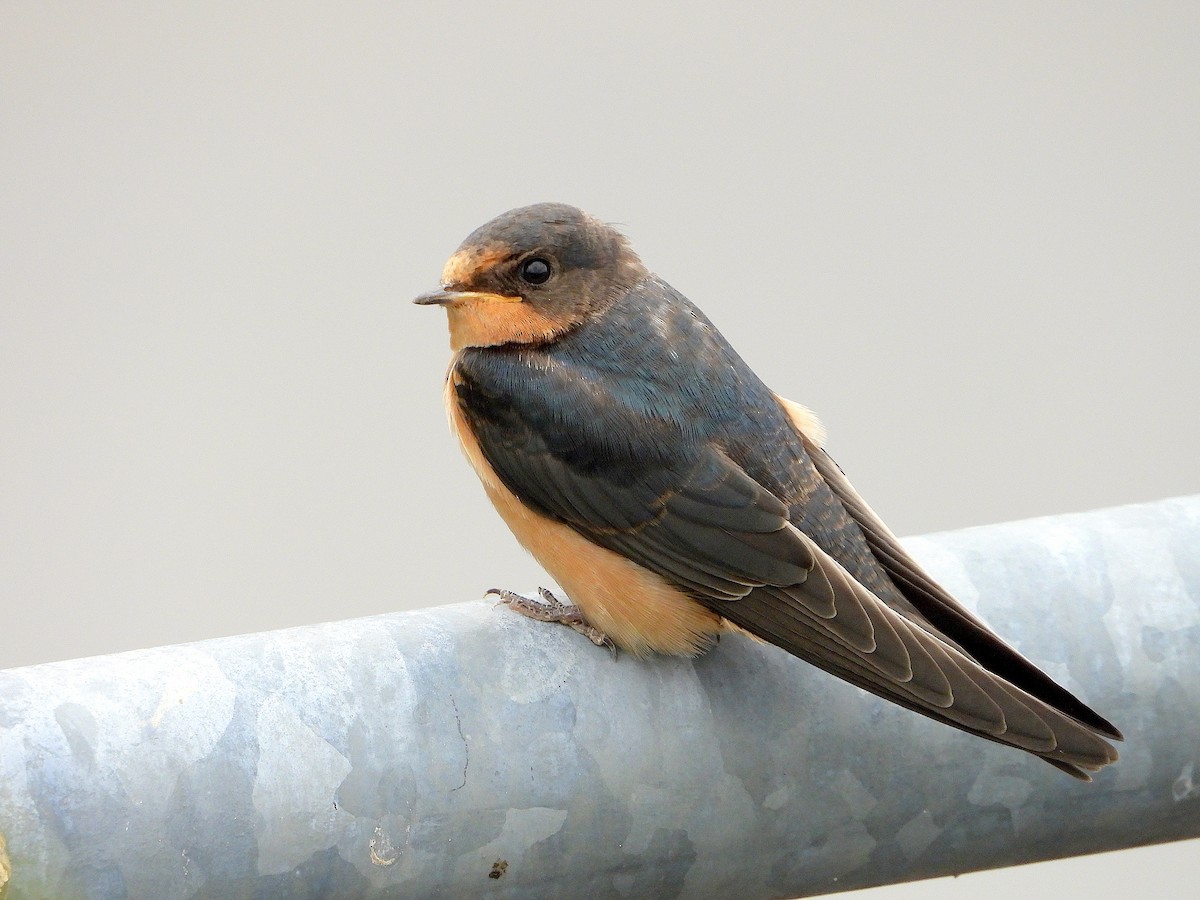 Barn Swallow - ML168107291