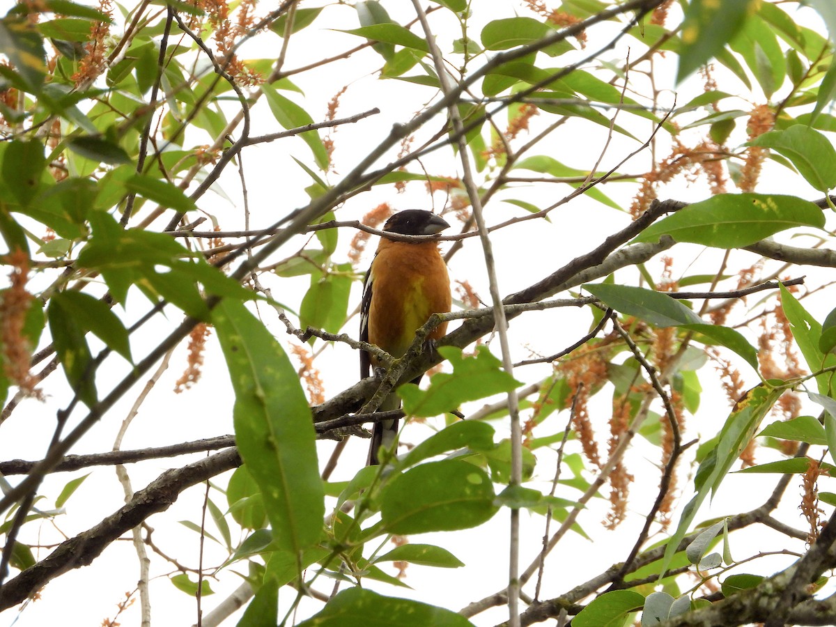 Black-headed Grosbeak - ML168107351