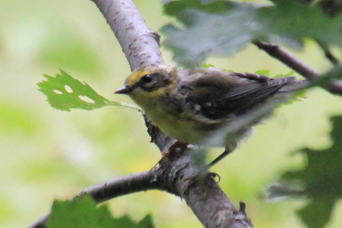 Townsend's Warbler - ML168107711