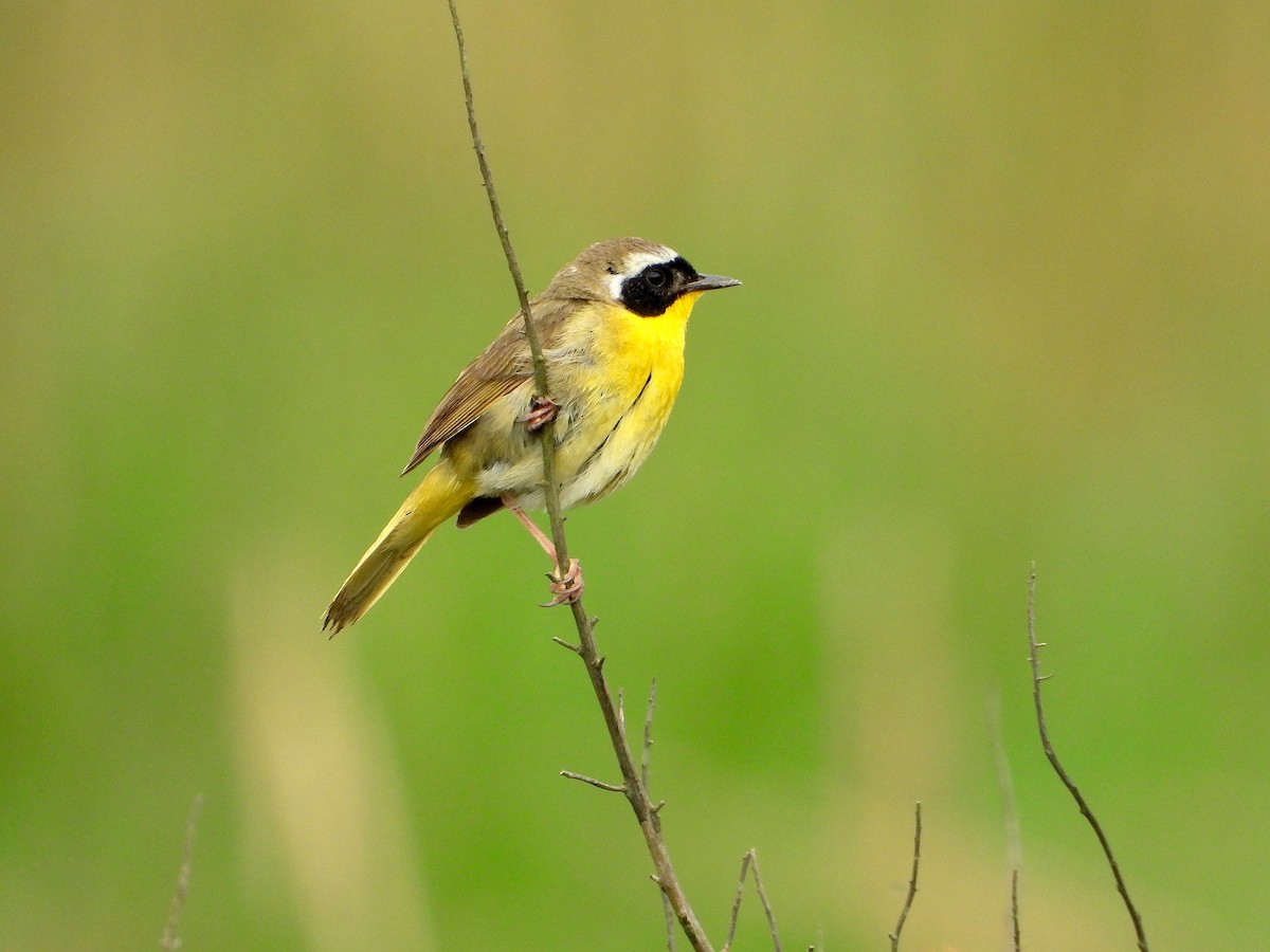 Common Yellowthroat - ML168107901