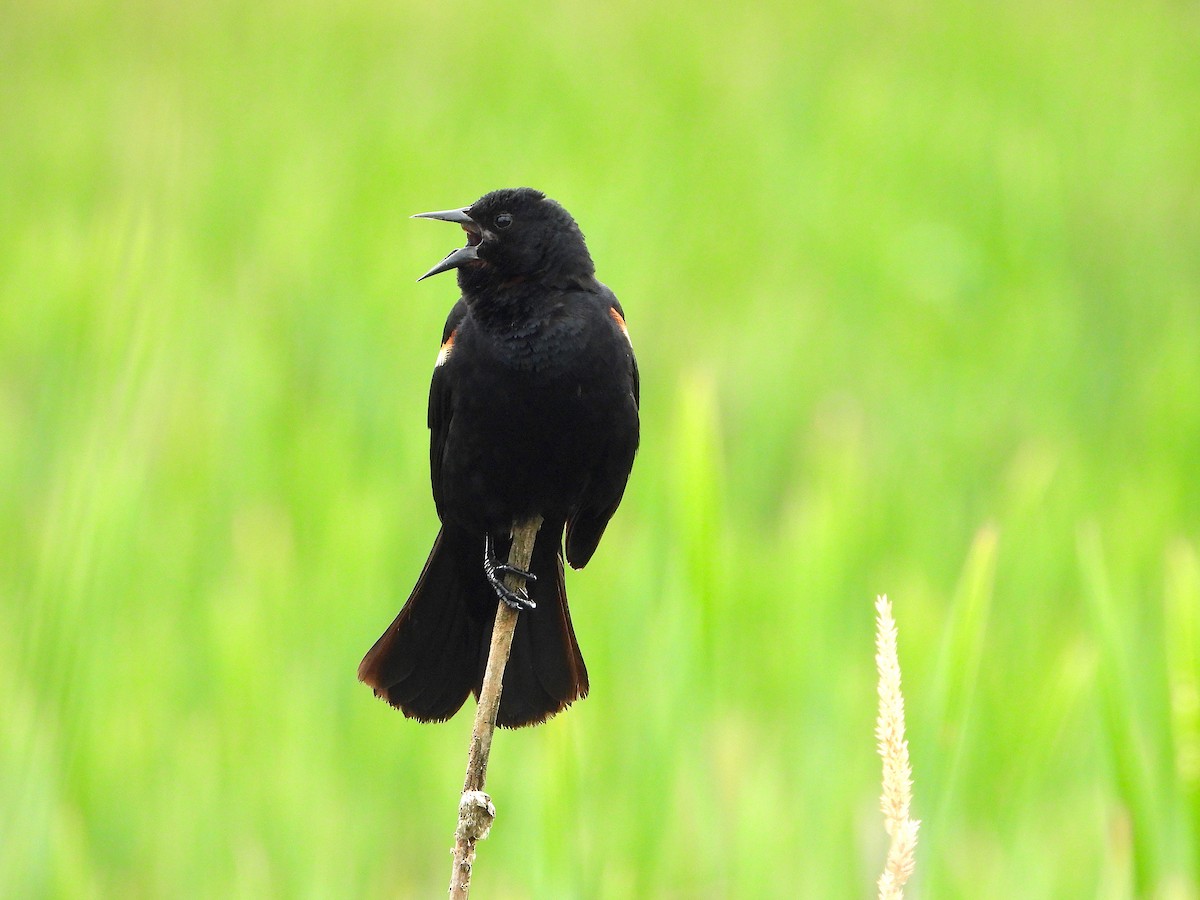 Red-winged Blackbird - ML168107931