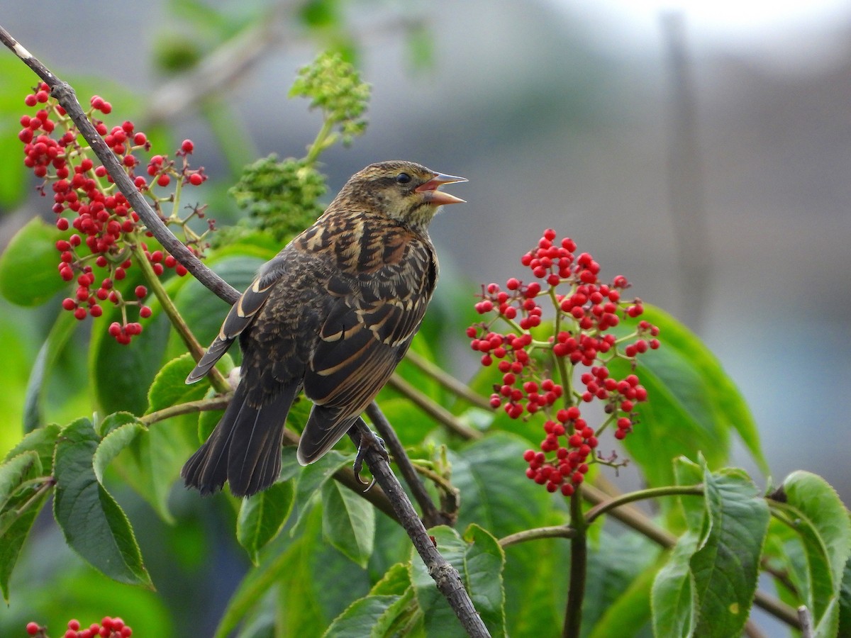 Red-winged Blackbird - ML168107951