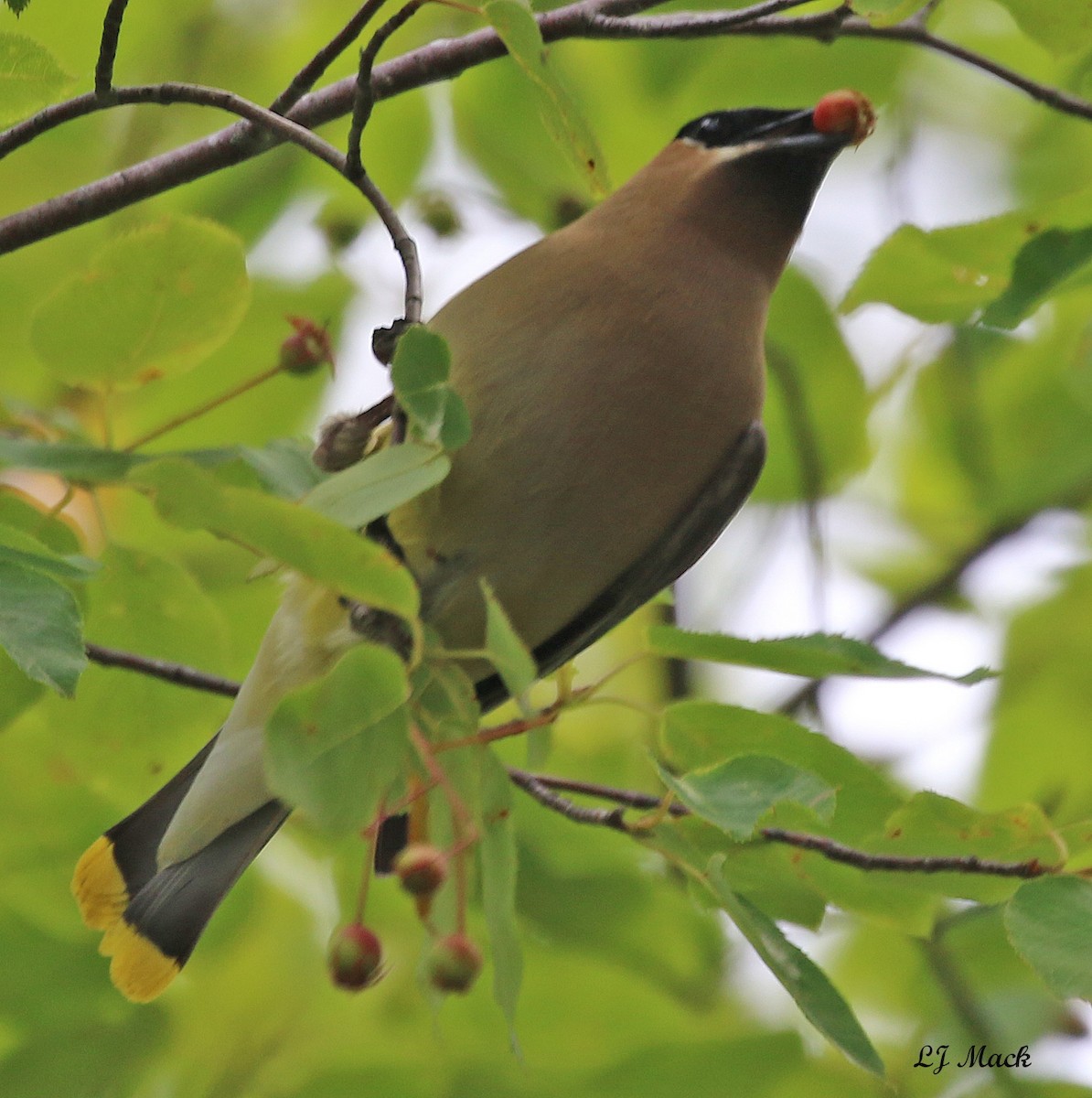 Cedar Waxwing - Linda Mack