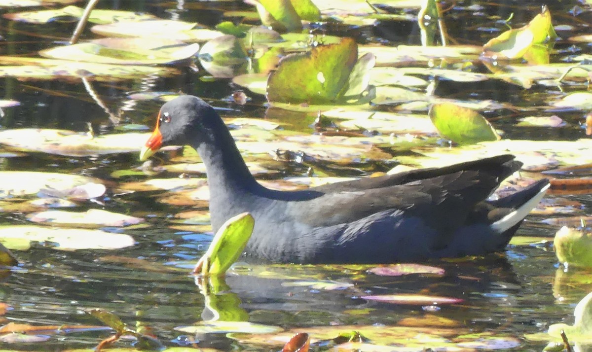 Dusky Moorhen - ML168114141