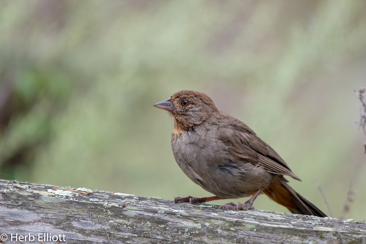 California Towhee - ML168116401