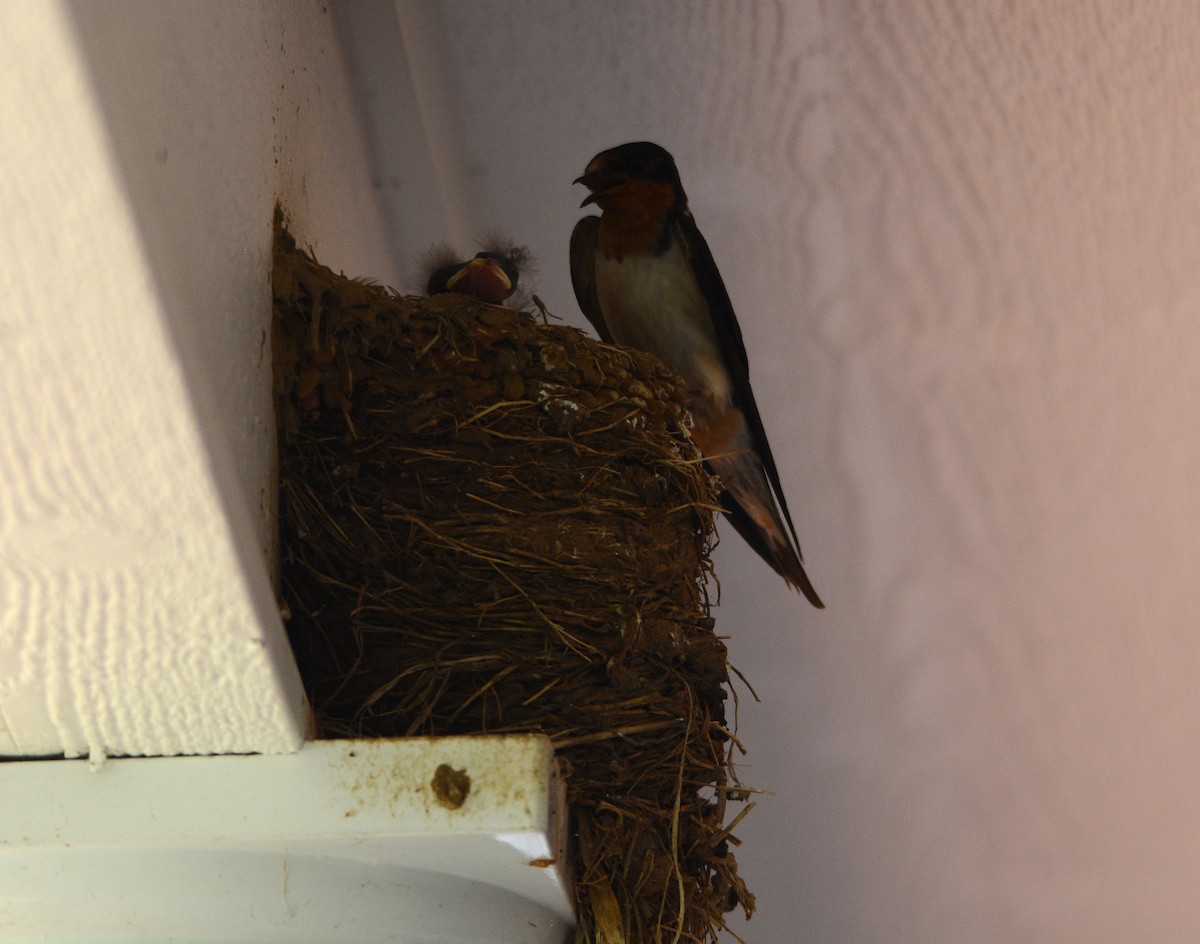 Barn Swallow - ML168116981