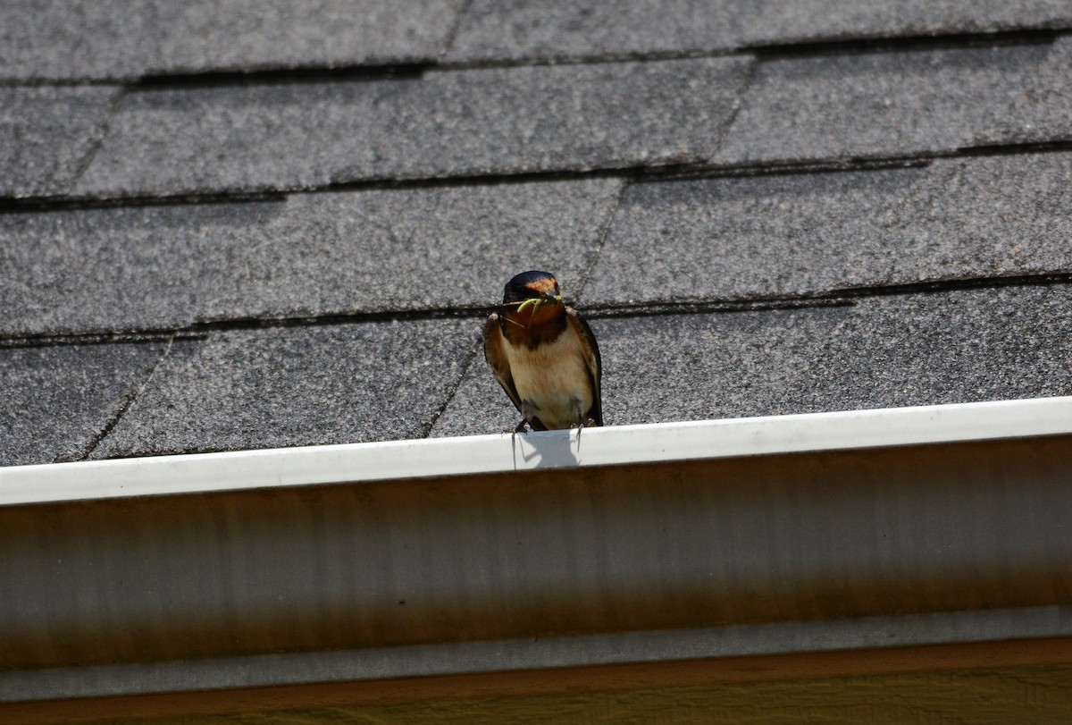 Barn Swallow - ML168117011