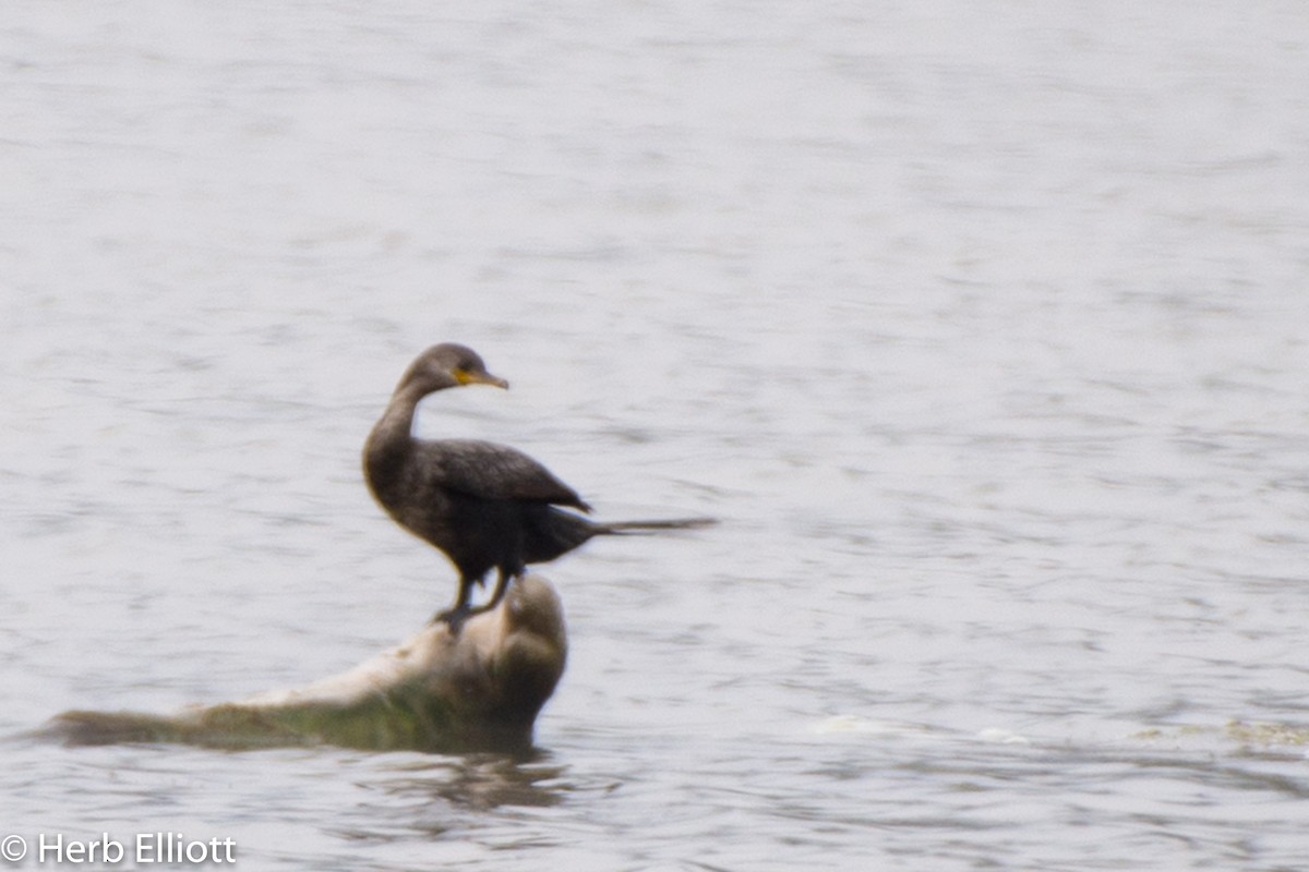 Neotropic Cormorant - Herb Elliott