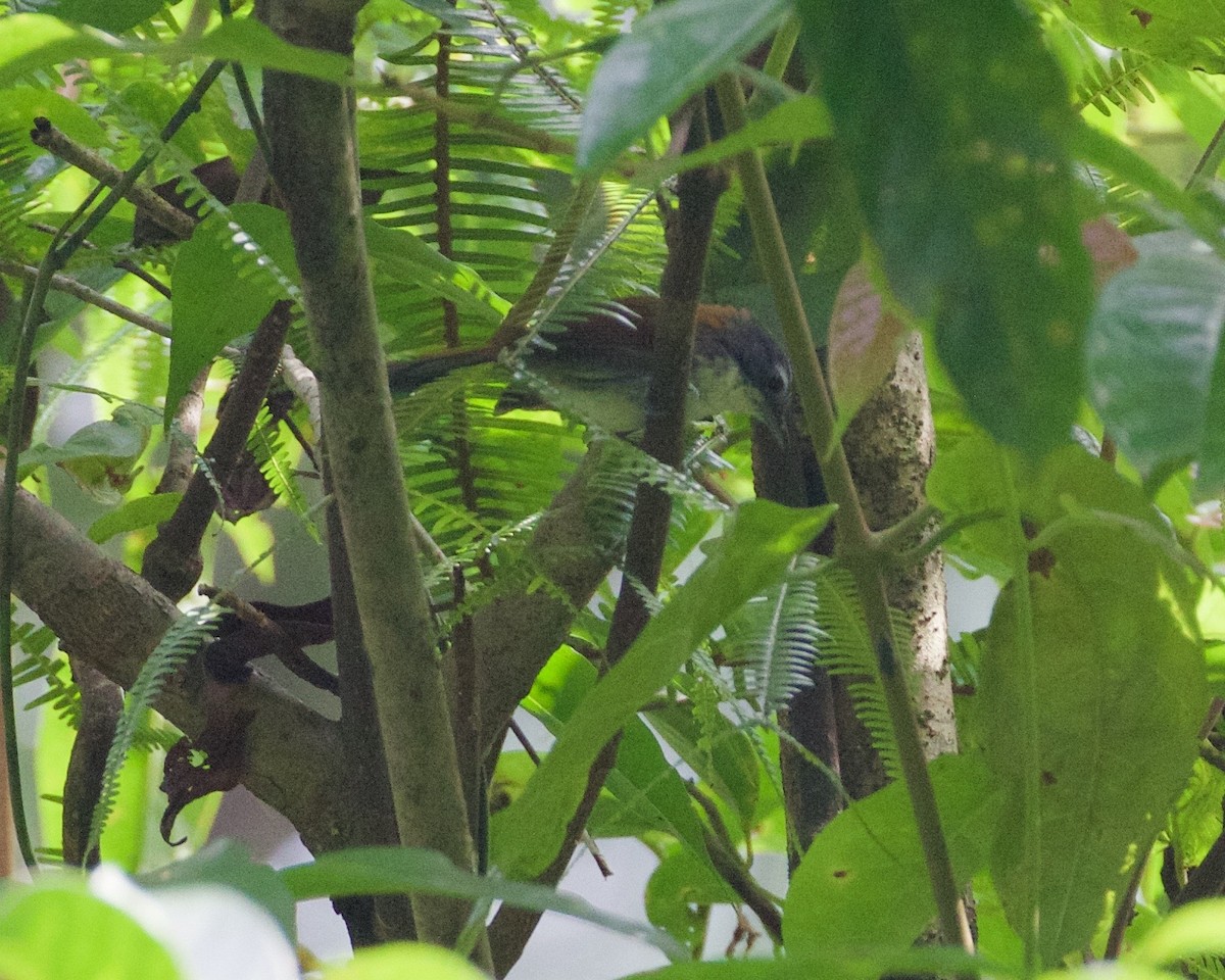 White-breasted Babbler - ML168117571