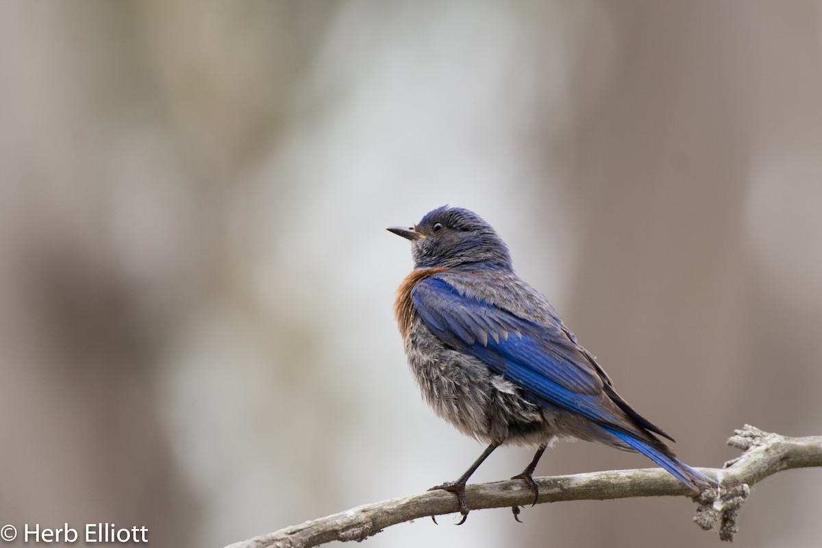 Western Bluebird - ML168117901