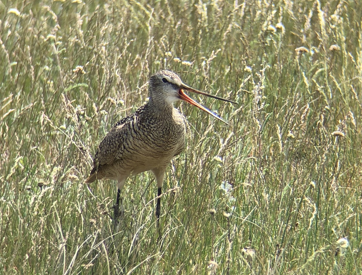 Marbled Godwit - ML168118951