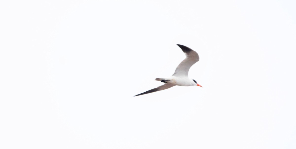 Caspian Tern - ML168119351