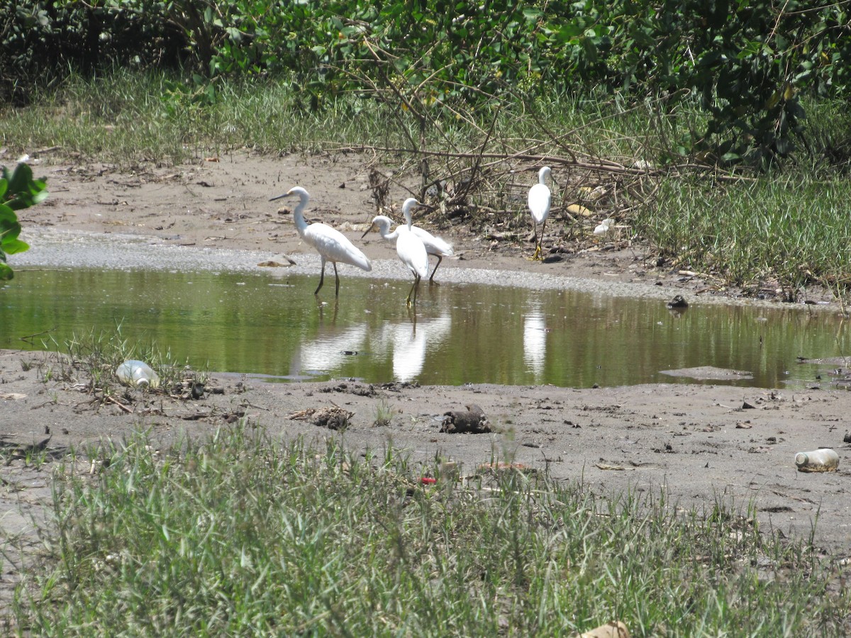 Aigrette neigeuse - ML168119851