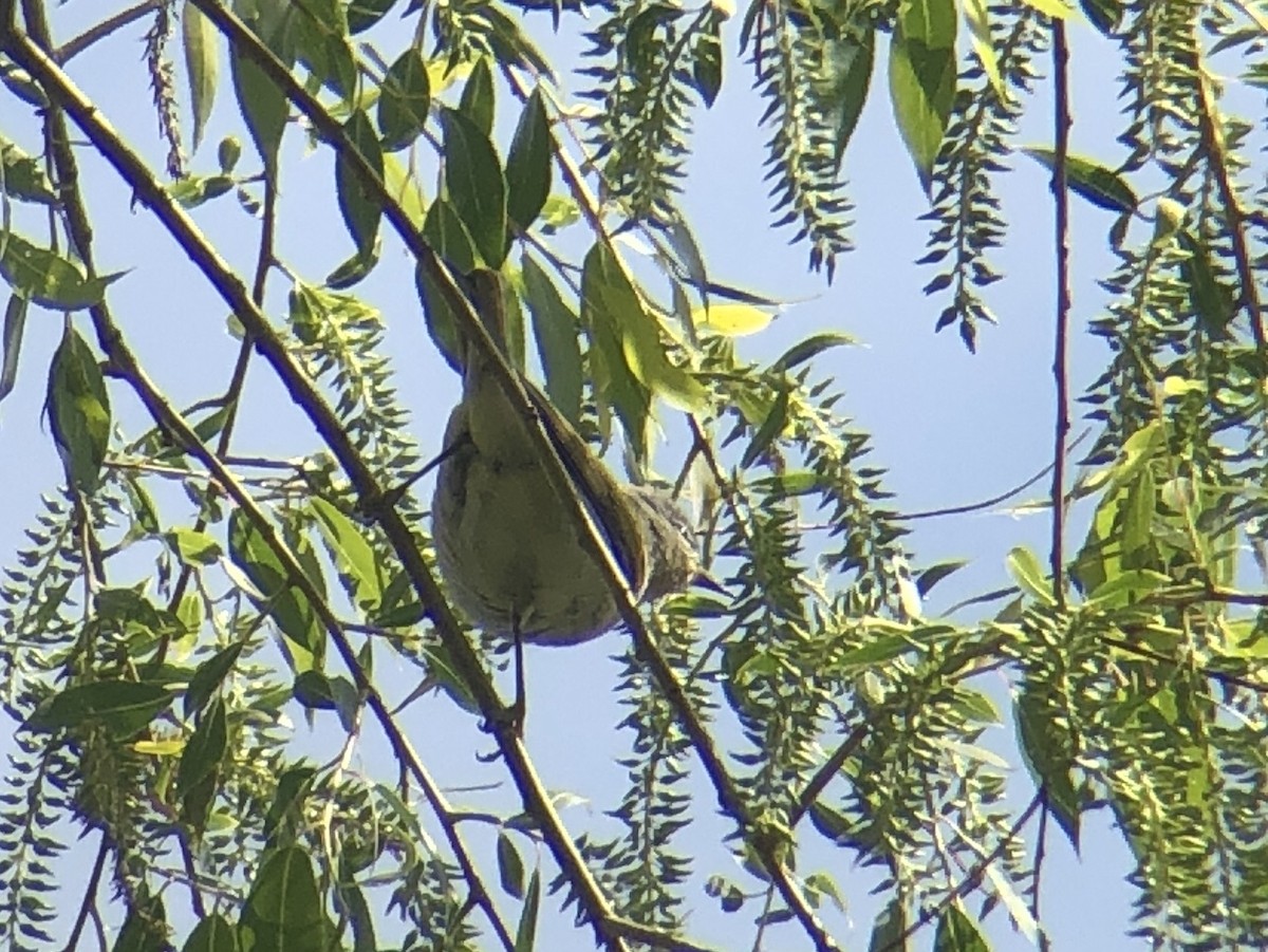 Tennessee Warbler - ML168120161