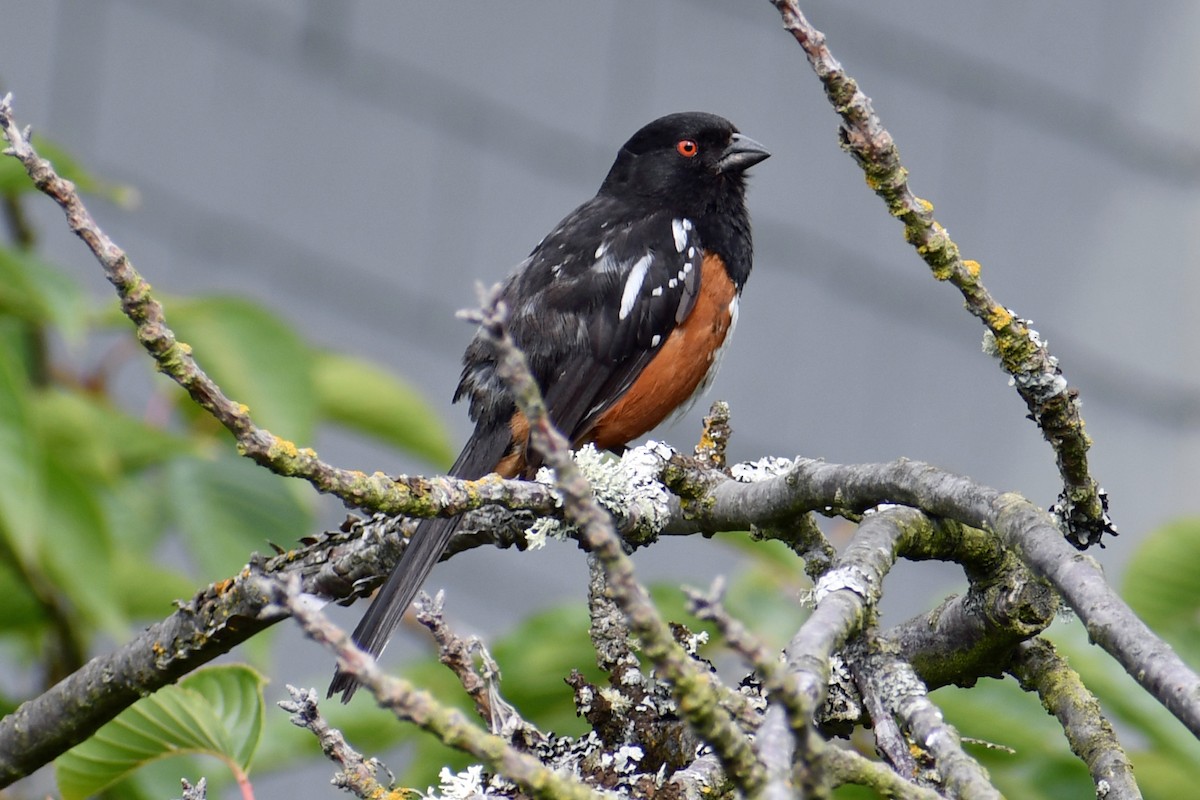 Spotted Towhee - ML168121351