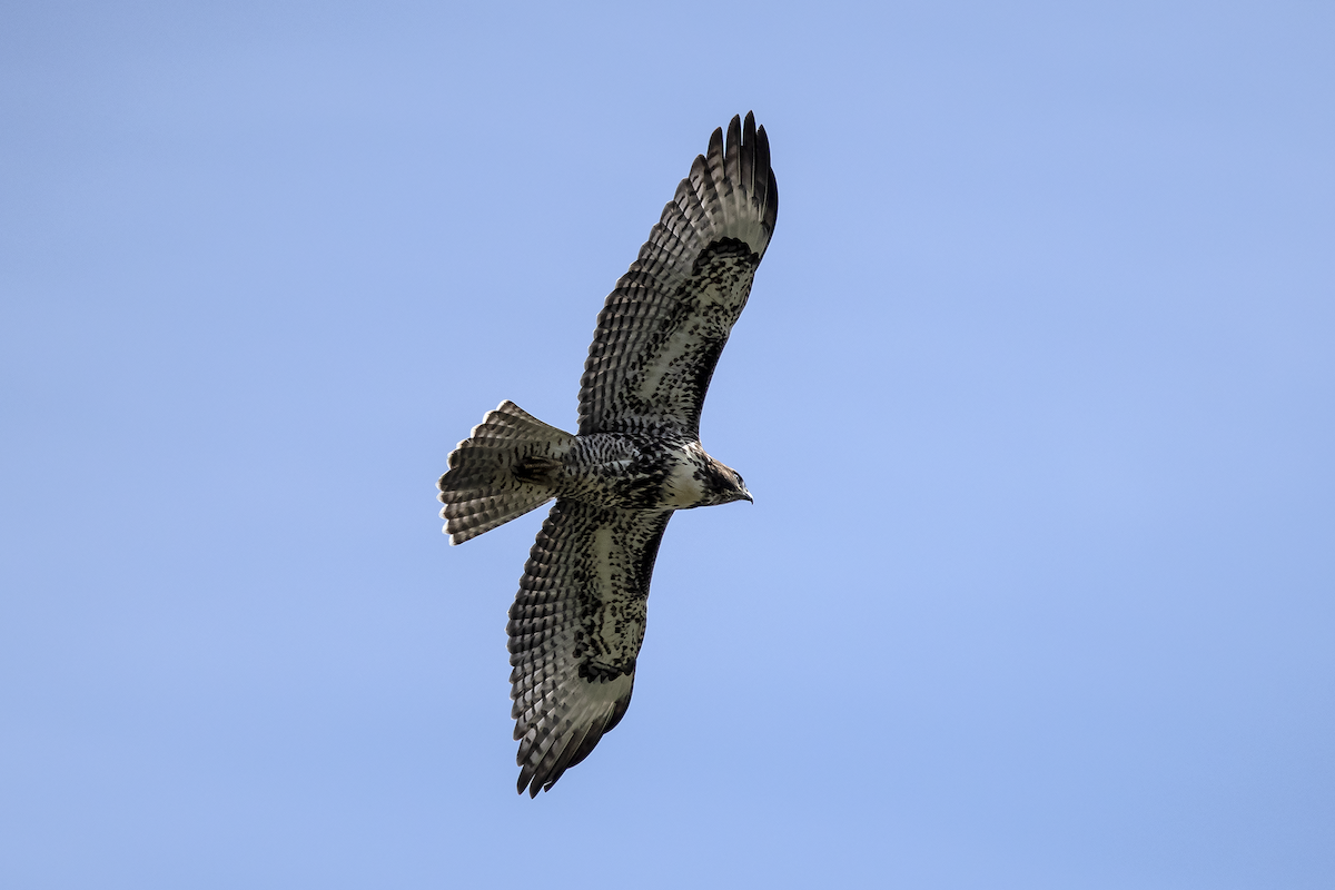 Red-tailed Hawk - ML168121461