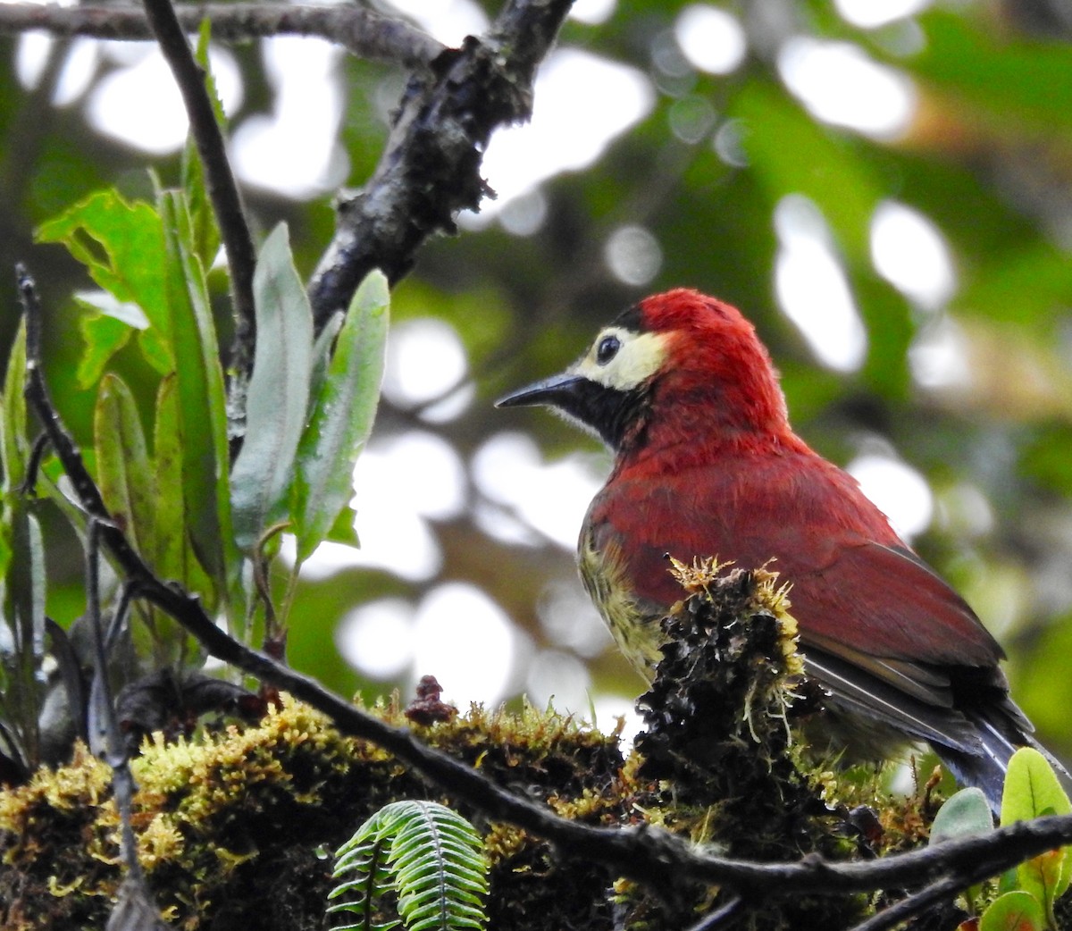 Crimson-mantled Woodpecker - Frances Oliver
