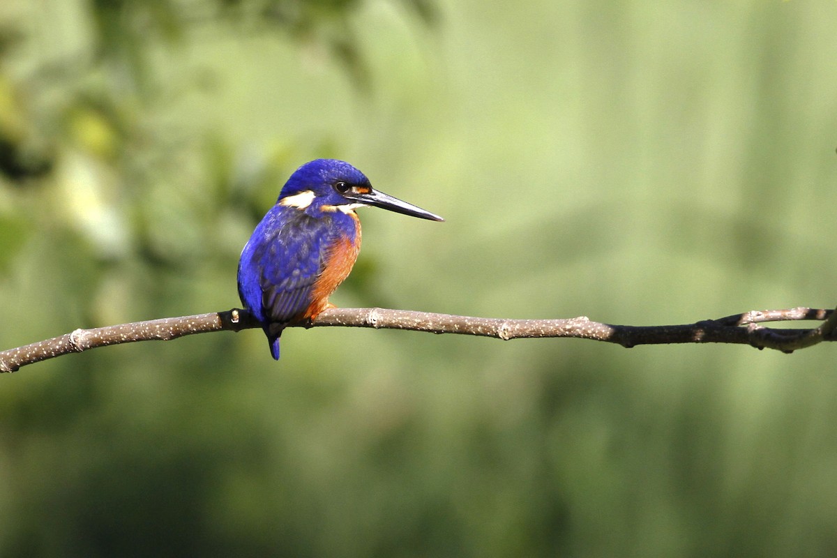 Azure Kingfisher - Chris Murray