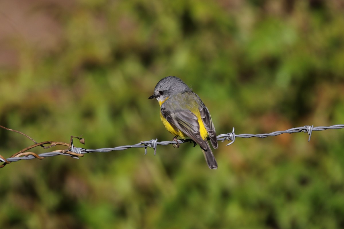 Eastern Yellow Robin - Andrew Cameron