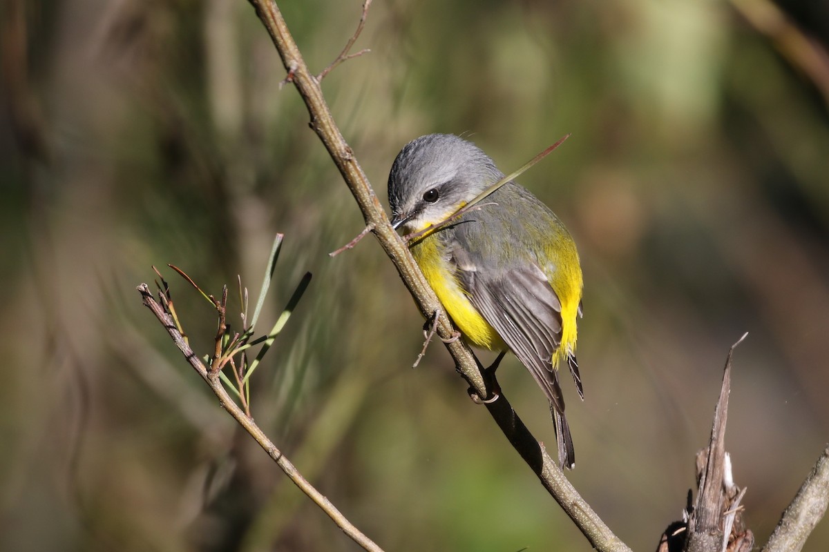 Eastern Yellow Robin - Andrew Cameron