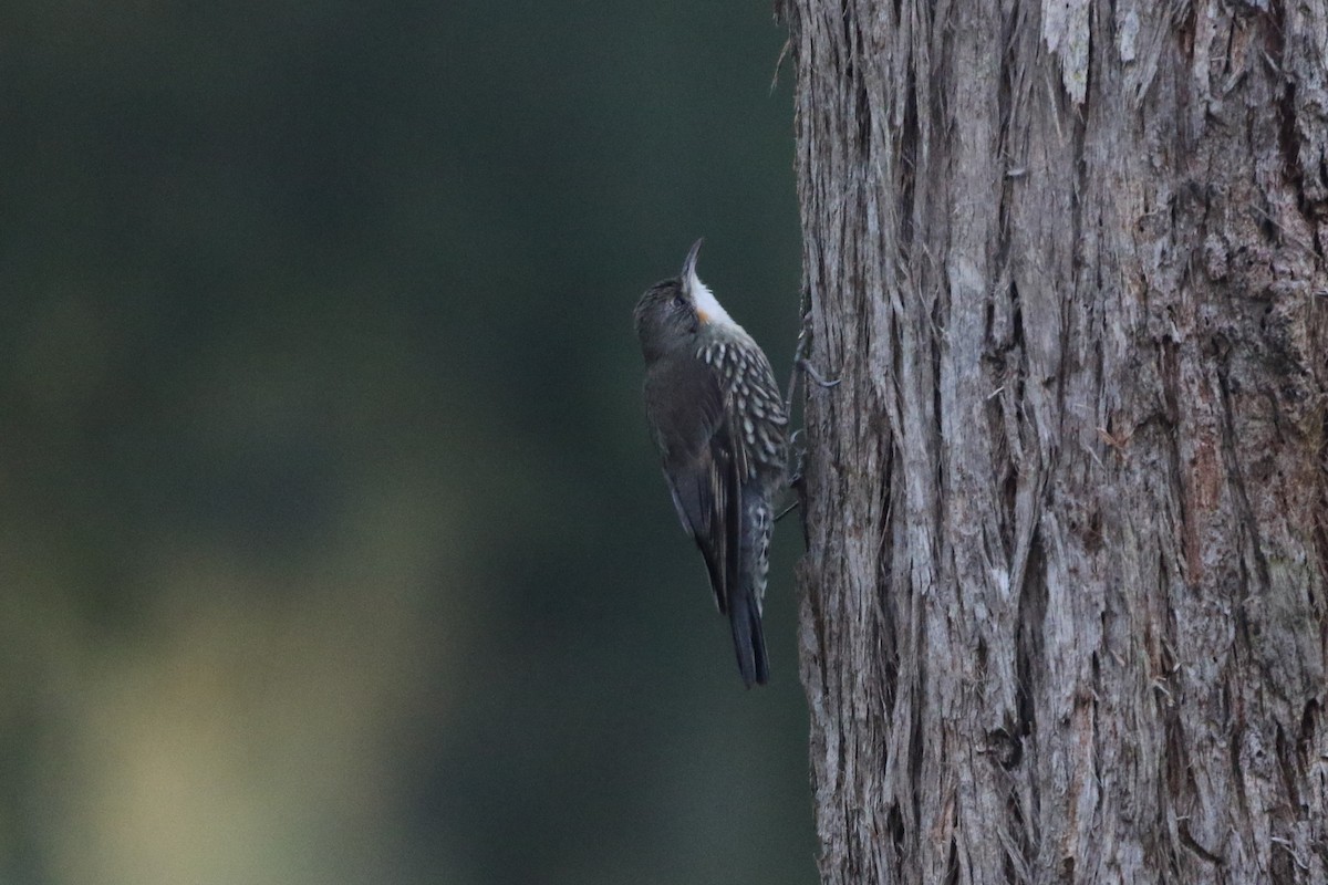 White-throated Treecreeper - ML168124391