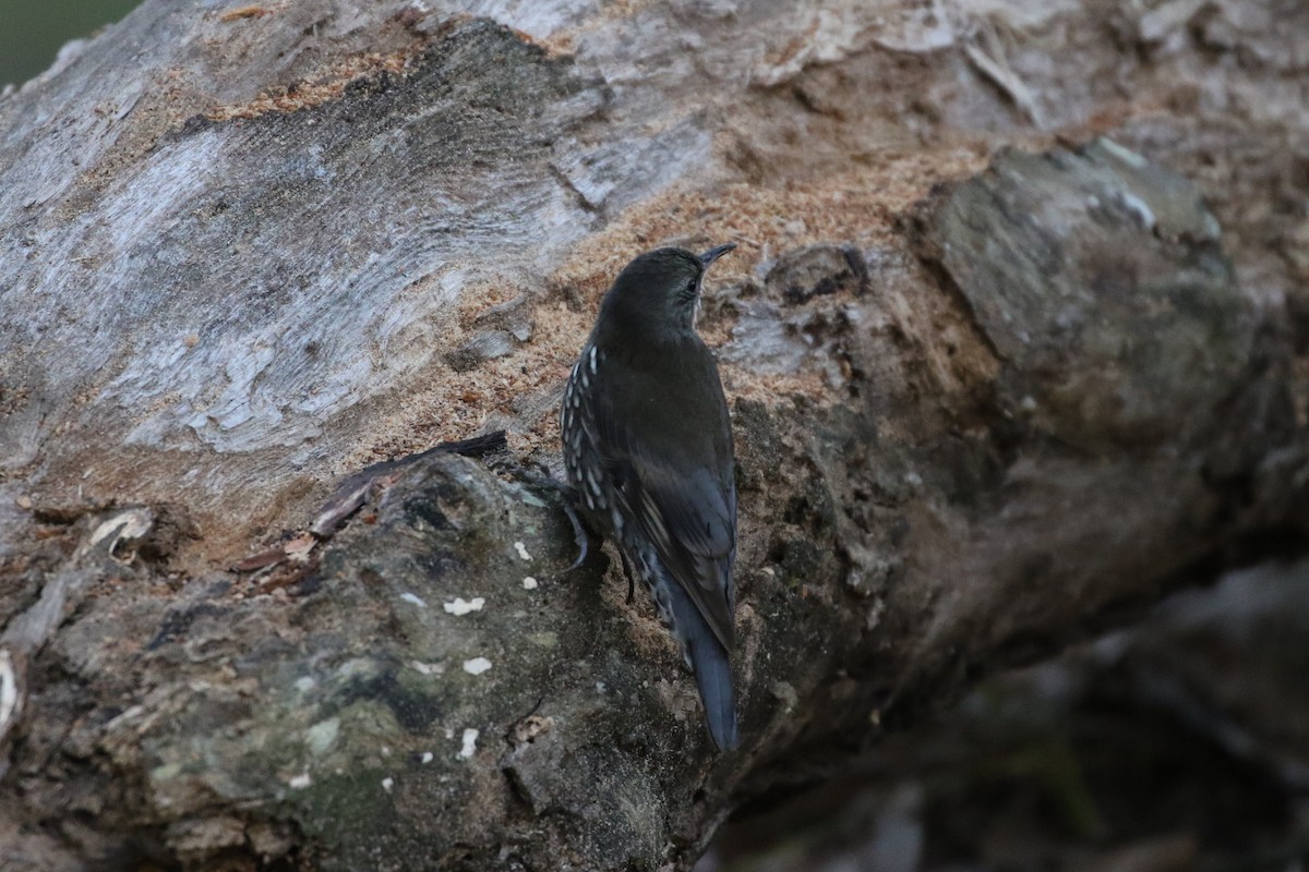 White-throated Treecreeper - Andrew Cameron