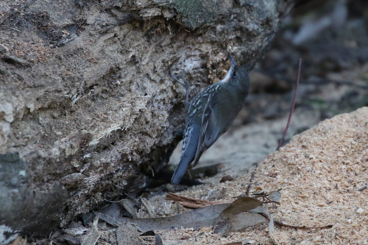 White-throated Treecreeper - ML168124521