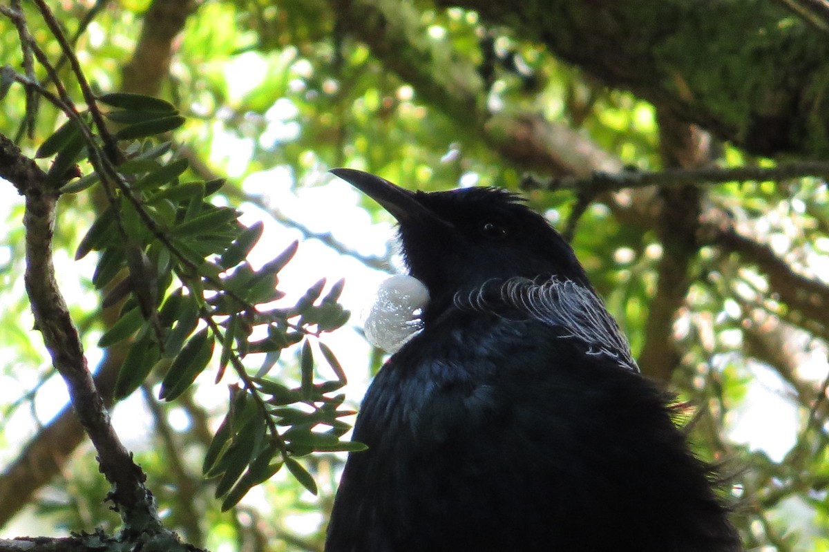 Tui - ML168124691