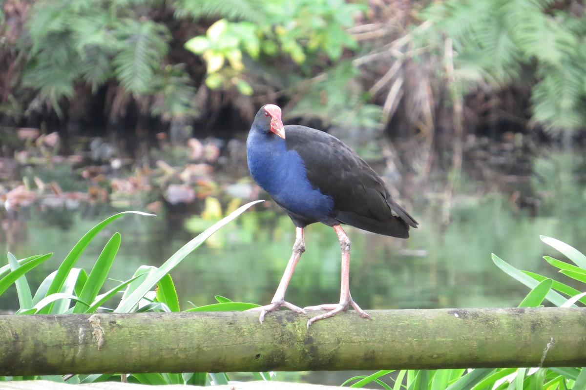 Australasian Swamphen - ML168124711
