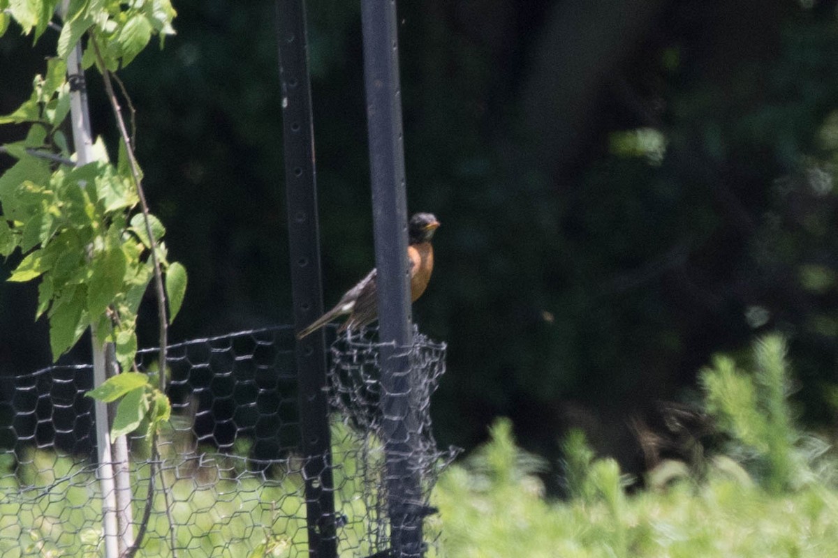 American Robin - ML168127431