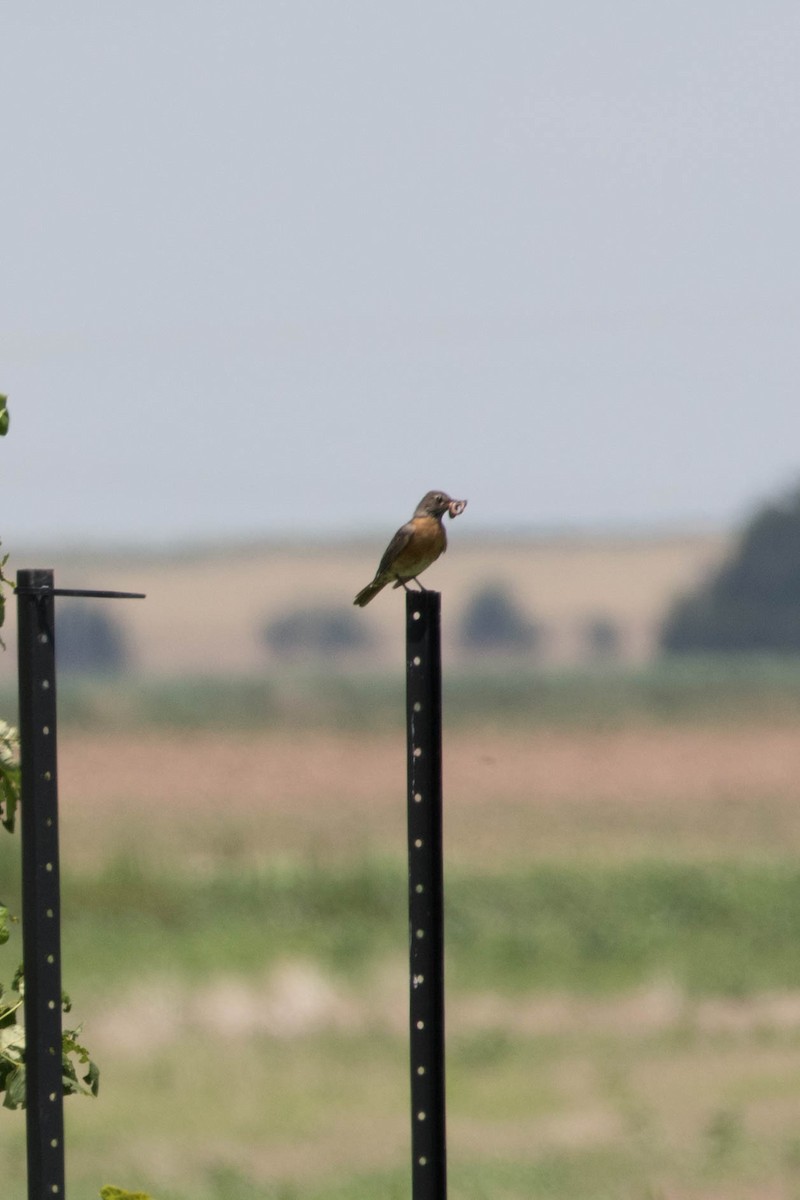 American Robin - ML168127441